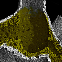 leuclathrina_translucida_3d