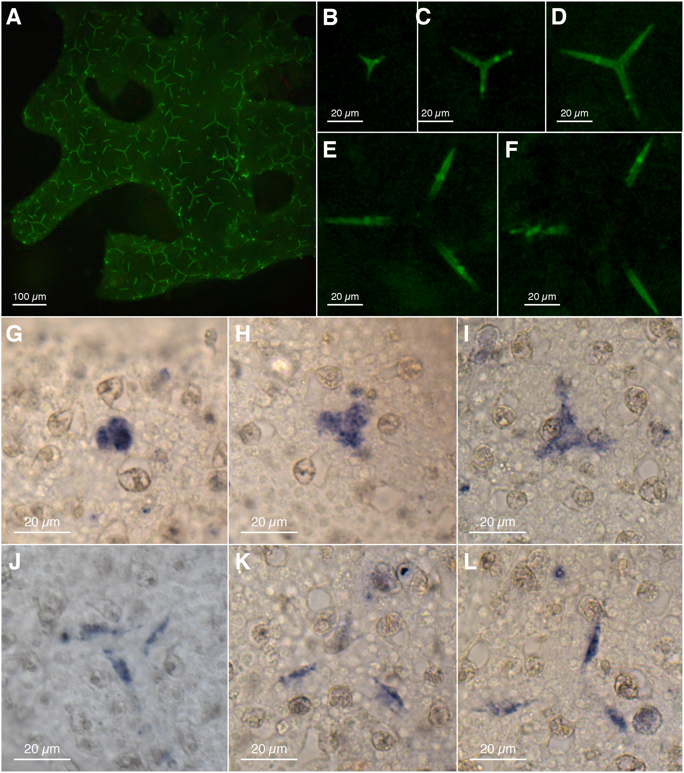 Calcein_and_expression