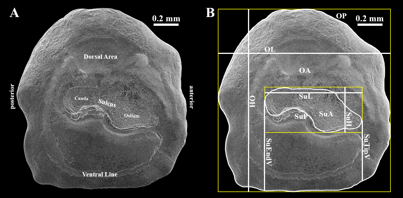 goby otolith