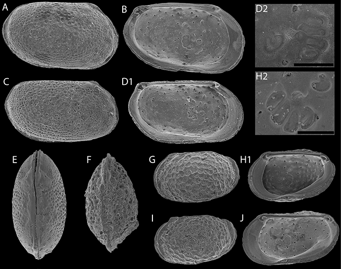 ostracod-2