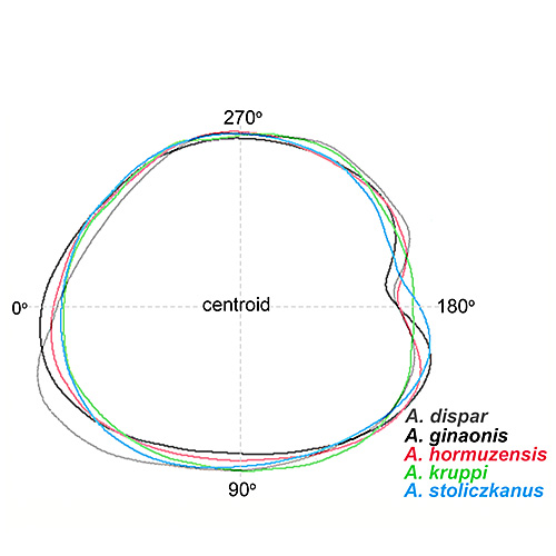 charmpila3