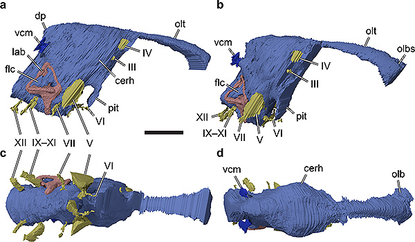 braincase spinosaur