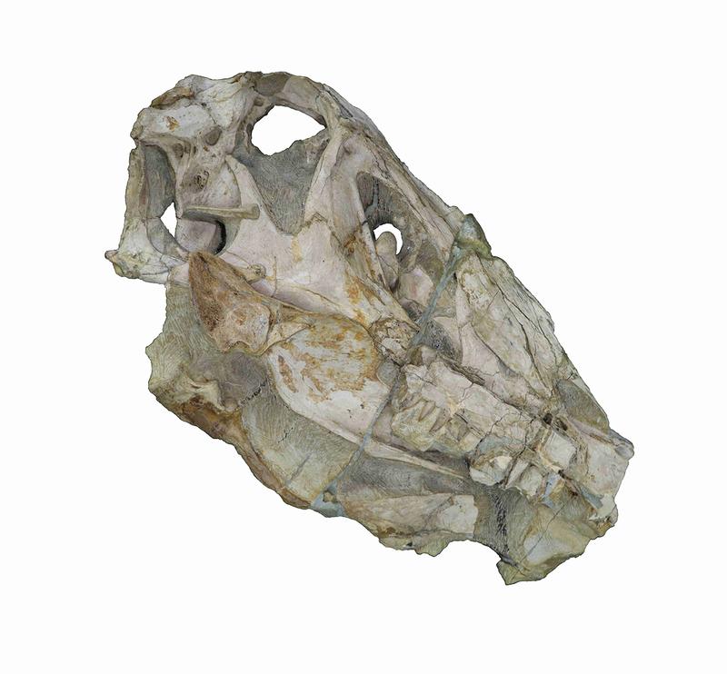 Spinosaur skull