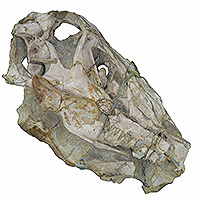 Skull spinosaur