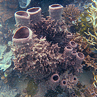 sponge